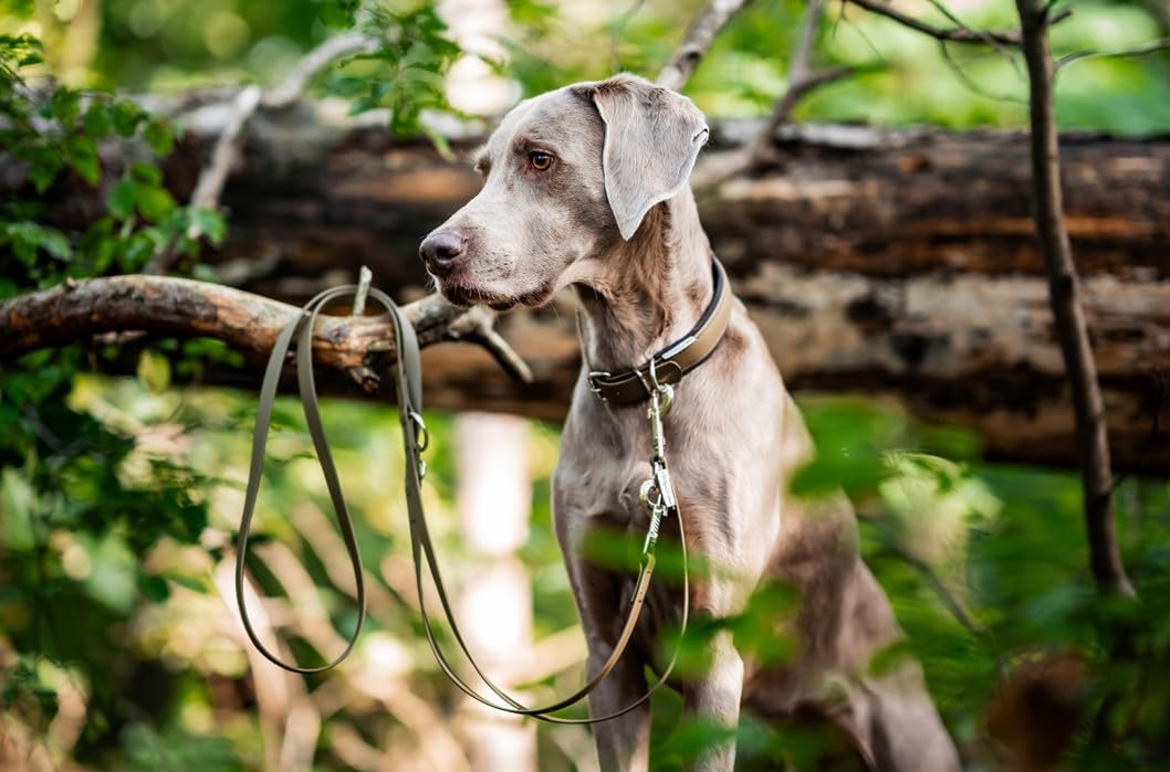 Hundehalsband Biothane verstellbar/mit Softshell gepolstert/S - XXL/Edelstahlbeschläge/wasserfest & waschbar/kleine & Grosse Hunde (Olive, M (45-50cm))