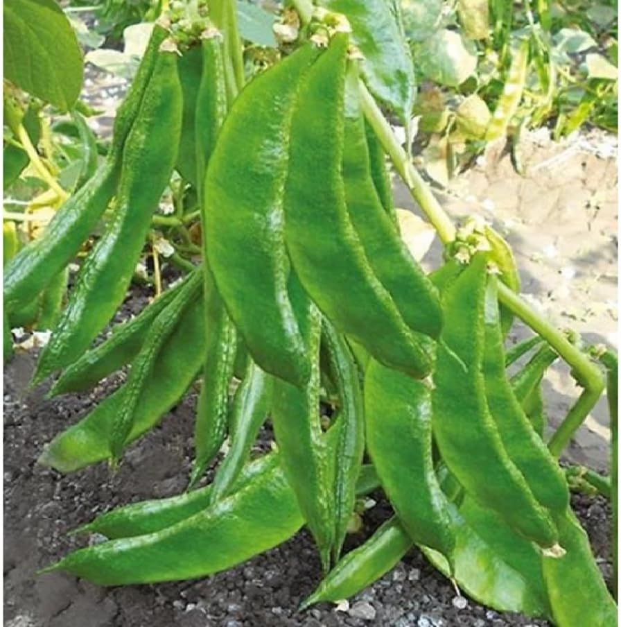 GROMAX India Sem fali seeds "Hyrbid" Sem fali ka bij, sem fali seeds For home garden Non-GMO Seeds (B0DBLSGD5C) Amazon Price History, Amazon Price Tracker
