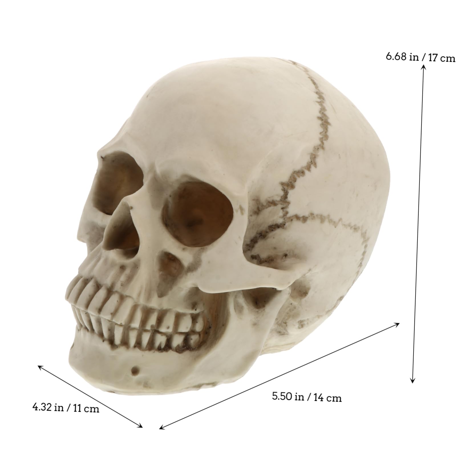Mipcase Modelo de Cráneo Humano de Resina Real para Decoración de Halloween Utilería Artística y Estudio de Anatomía Cráneo Humano Detallado