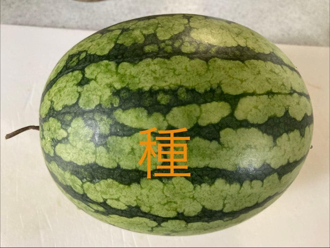 Amazon｜小玉スイカ マダーボールの種20粒｜観葉植物 オンライン通販