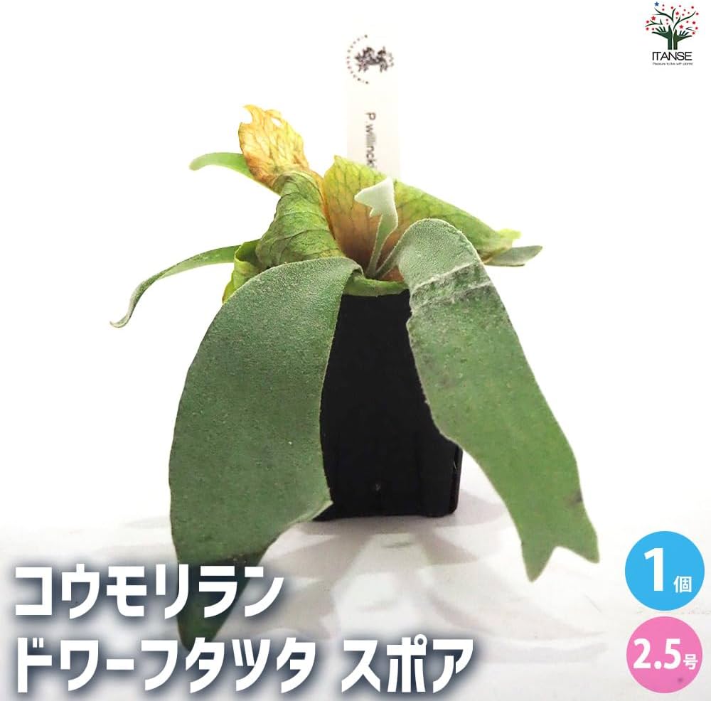 Amazon｜ITANSE コウモリラン(ビカクシダ) 品種：ドワーフタツタ
