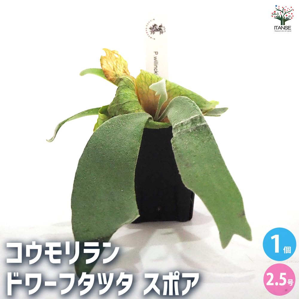 Amazon｜ITANSE コウモリラン(ビカクシダ) 品種：ドワーフタツタ