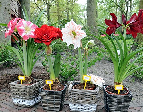 2016 Hippeastrum semi bulbi bonsai Amaryllis Barbados giardino domestico giglio fai da te giglio in vaso semi di bonsai balcone fiori 100pcs / bag