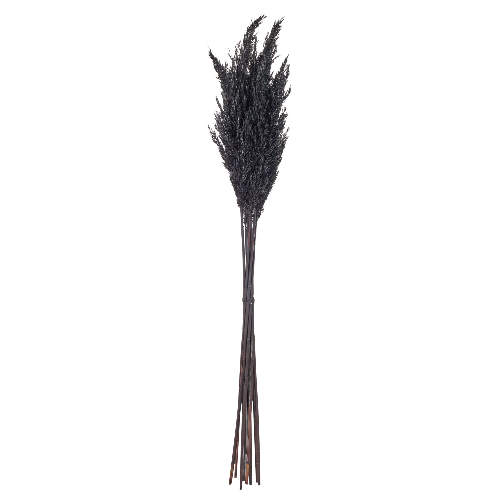 75cm Wild Autumn Pampas Natural Dried Grass Reed Flower Plume Bouquet 10 Stems (Black)