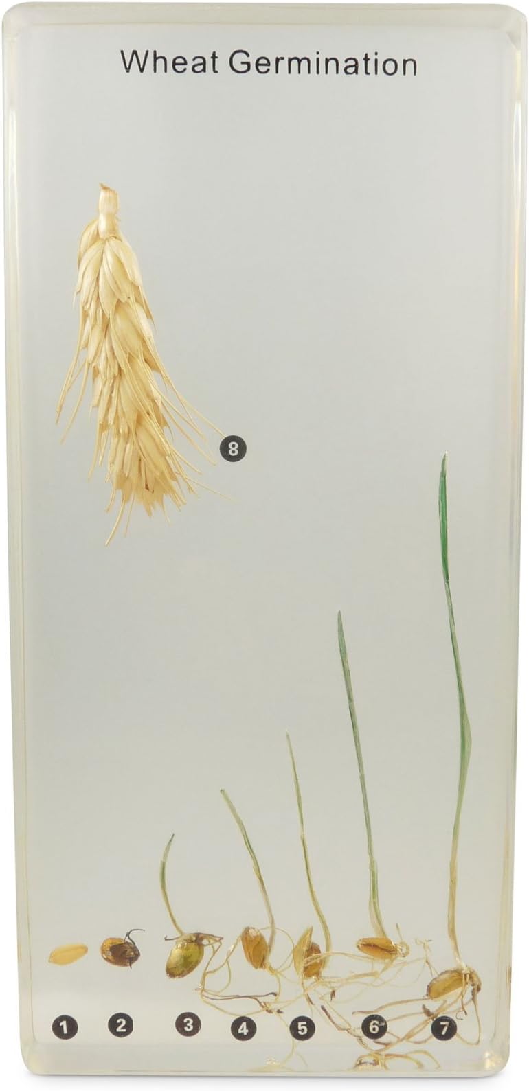 Wheat Germination Development Acrylic Block Education Specimen
