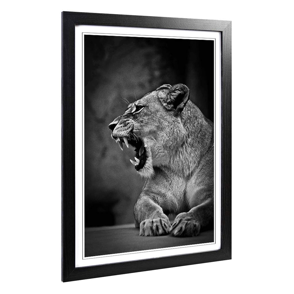 Big Box Art Framed Print of Fierce Lioness Lion Design | Wall Art Picture | Home Decor for Kitchen, Living, Dining Room, Lounge, Bedroom, Hallway, Office, Black, A2 / 24.5x18 Inch / 62x45cm