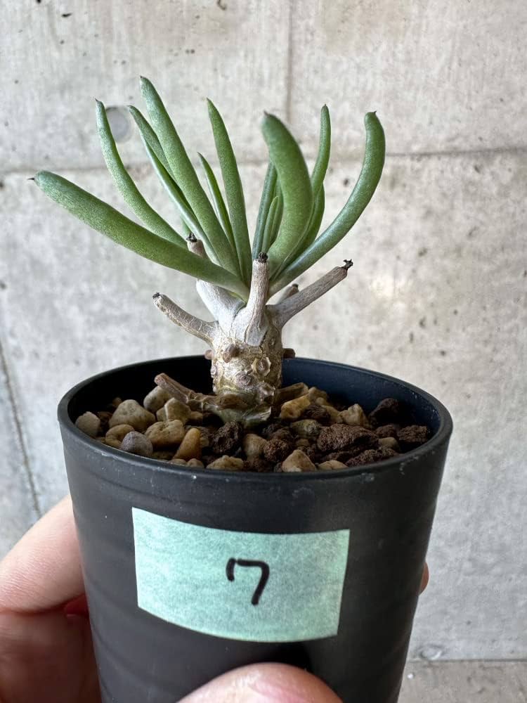 Amazon｜【現品限り】チレコドン・ワリチー【B7】 Tylecodon