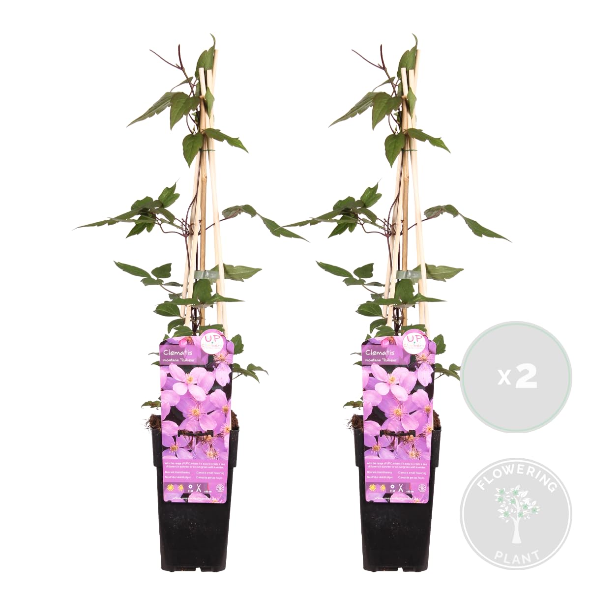 Bloomique Clematis montana 'Rubens' Clematide Rosa chiaro Rampicante Resistente al freddo 50-70 cm Vaso 15 cm