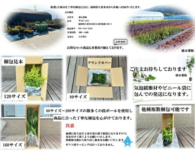 苗/苗木 【5本セット】 マホニア・コンフューサ 樹高0.3m前後 15cm