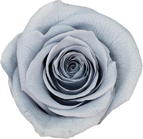 FORTTS Rosa preservada de grado A de 4 a 2.0 in, 8 piezas naturales eternas de grado superior, rosa eterna para el día de San Valentín de la madre,