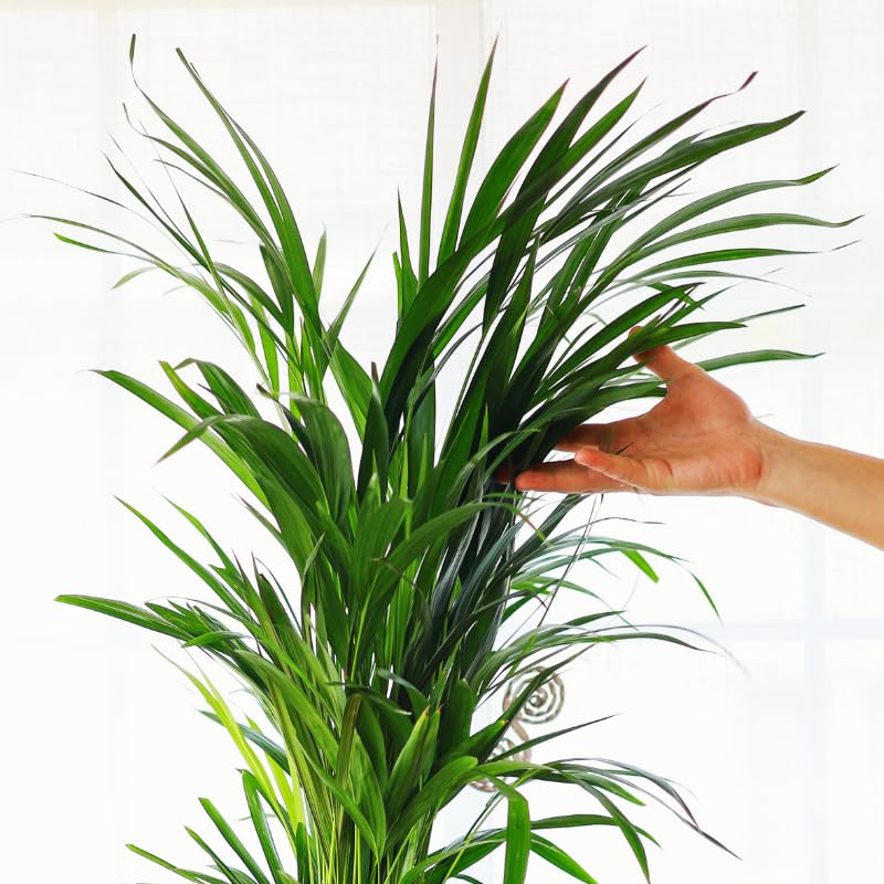 Kokedama Palmera Areca XL - Kokedama Interior | Bola de Musgo Vivo | Planta Natural | Planta Interior | Decoración Hogar | Fácil Cuidado y Mantenimiento