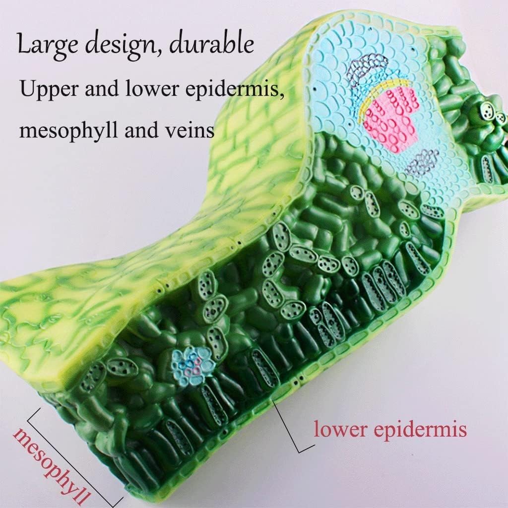 Modello di organi avanzati, modello di struttura della sezione trasversale delle foglie Modelli didattici di biologia Modello di anatomia vegetale for lo studio in aula di scienze for adolescenti.