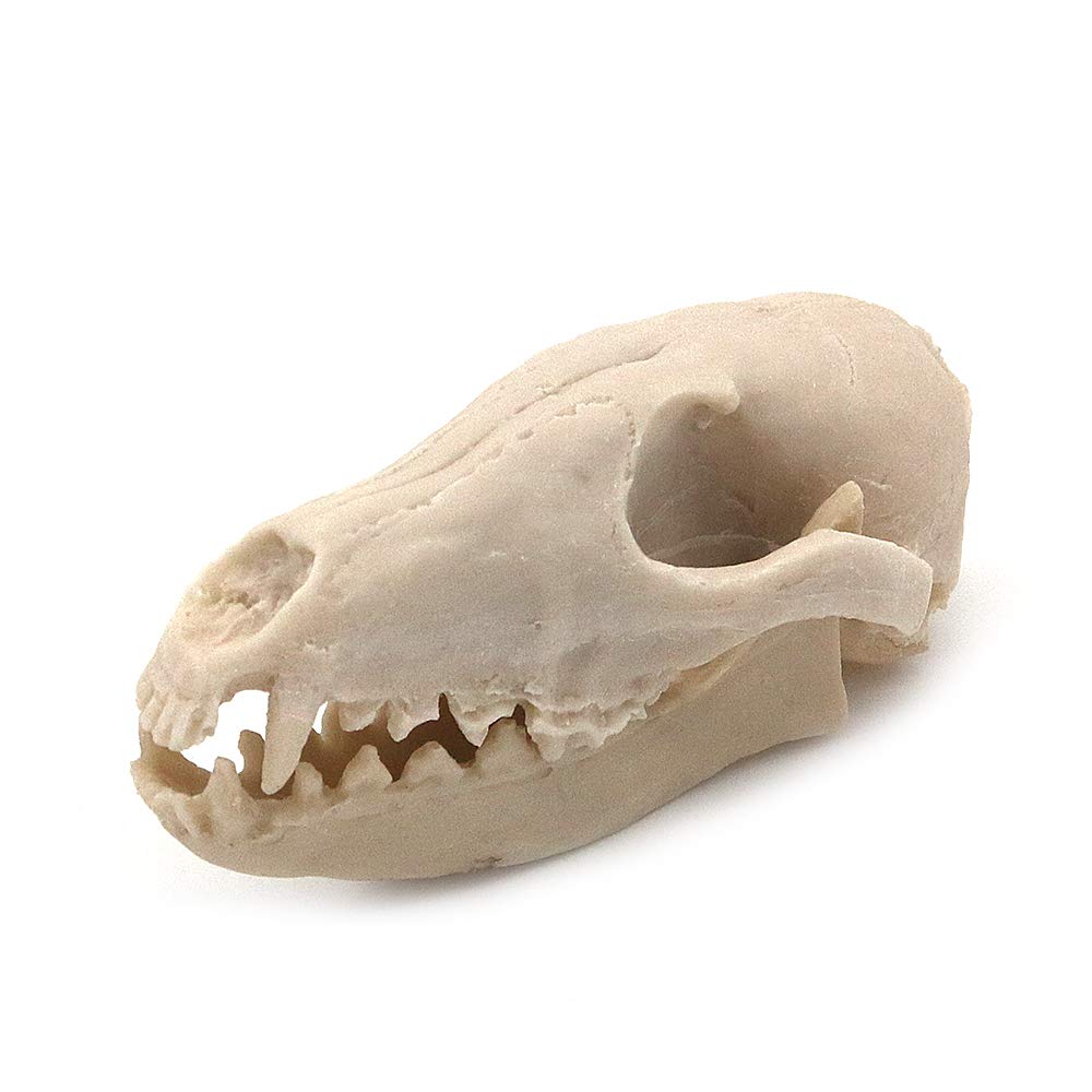 Voanzo Bone White Resin Fox Skull Model Replica, Dinosaur Tooth Skull Fossil, Photography Props Teaching Tool Home Ornament