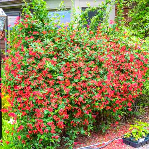 Fragrant Red Honeysuckle Plants Live Vines Perennial Lonicera Honeysuckle Plants 5 to 9 Inches Tall