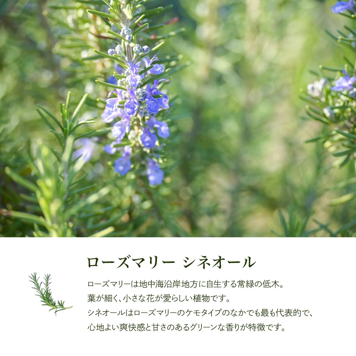 Amazon.co.jp: 天然100% 精油 エッセンシャルオイル (10ml, ローズ