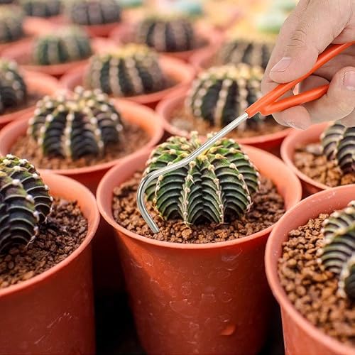 Miniatura 4 de Gancho de raíz de garra resistente, gancho de jardinería, mango de madera, gancho de hierro, herramientas de bonsái, herramientas de jardinería,