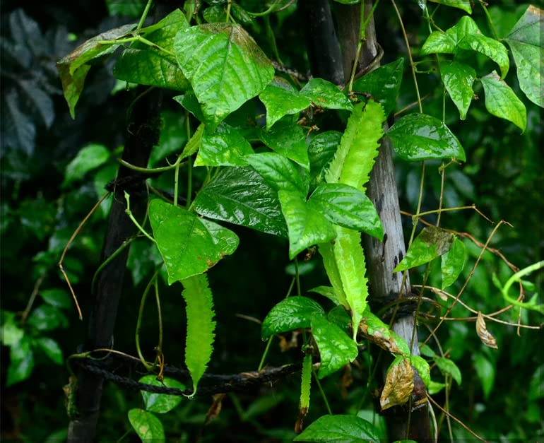 Winged Bean (Psophocarpus tetragonolobus) / Goa bean/Manila bean/princess bean/Asparagus bean/Dragon bean (Pack of 10+ Seeds)- GardenHunt (Green) (B0BCZJHJXM) Amazon Price History, Amazon Price Tracker