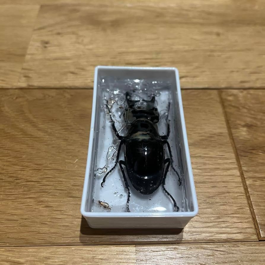 Amazon.co.jp: ミヤマクワガタ 標本 黒 約8cm : おもちゃ