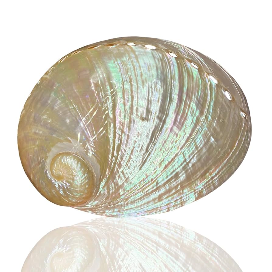 大きなサザエ 貝殻