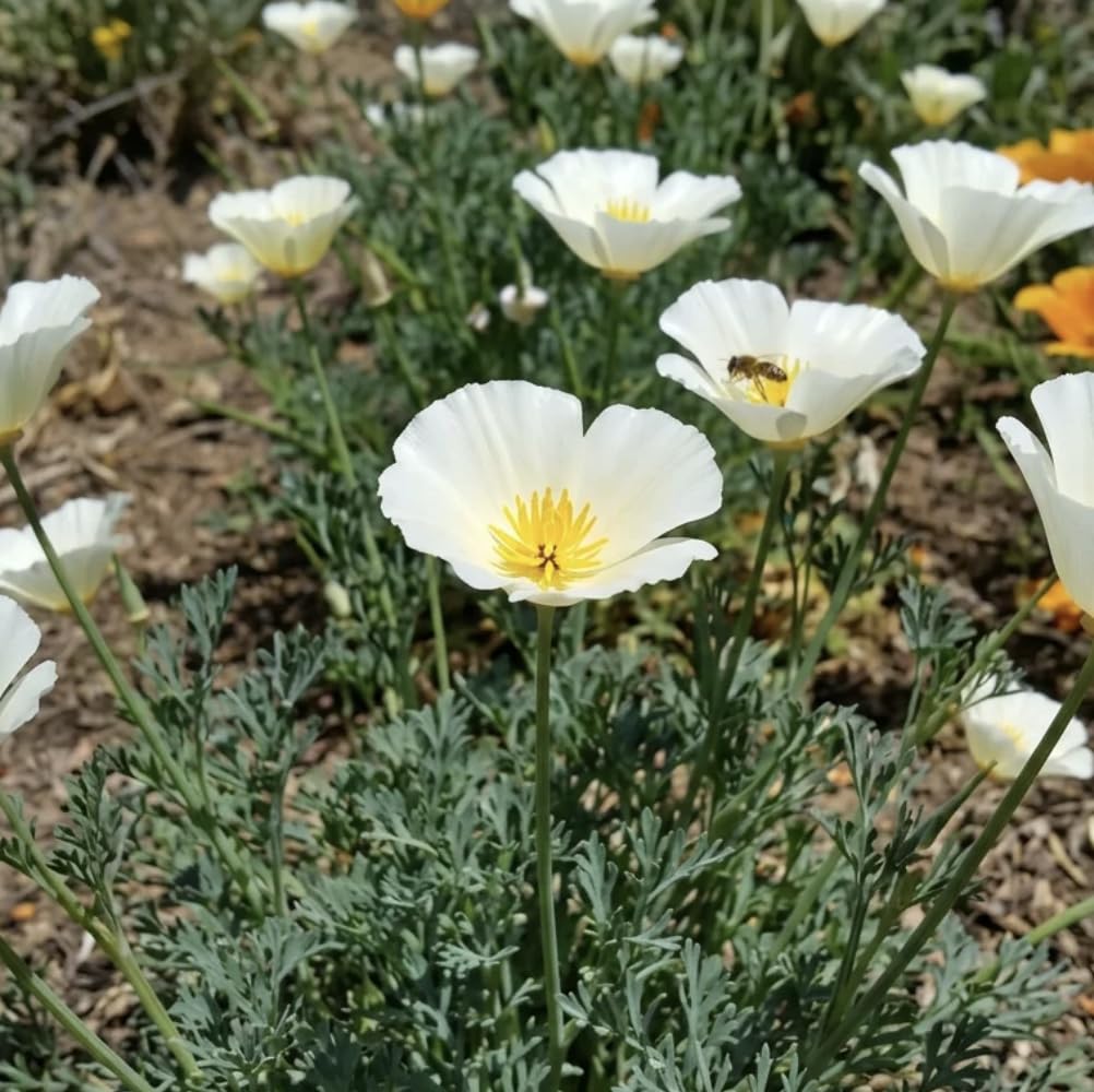 Eschscholzia californica 'Alba' White California Poppy Seeds, Hardy Wildflower, Ivory Blooms, for Cottage Gardens, Borders, Pots, and Xeriscaping (25 Gram)