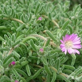 ネコポスで発送❣️実生苗　多肉植物　ドロサンテマ　ミックス　3株セット　抜き苗 ネコポスで発送❣️実生苗 多肉植物 ドロサンテマ ミックス 3株