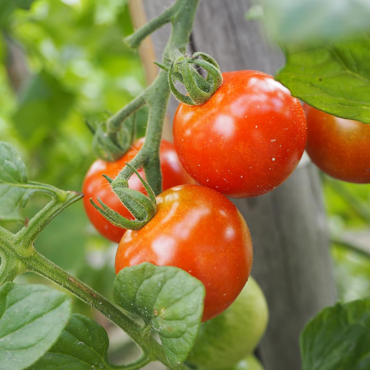 みにとまと Amazon.co.jp: Produced in Japan: Mini Tomato 1 Pack 7.1 oz (200 g