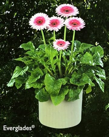 Amazon ガーデンガーベラ パティオ エバーグレイド １株 花