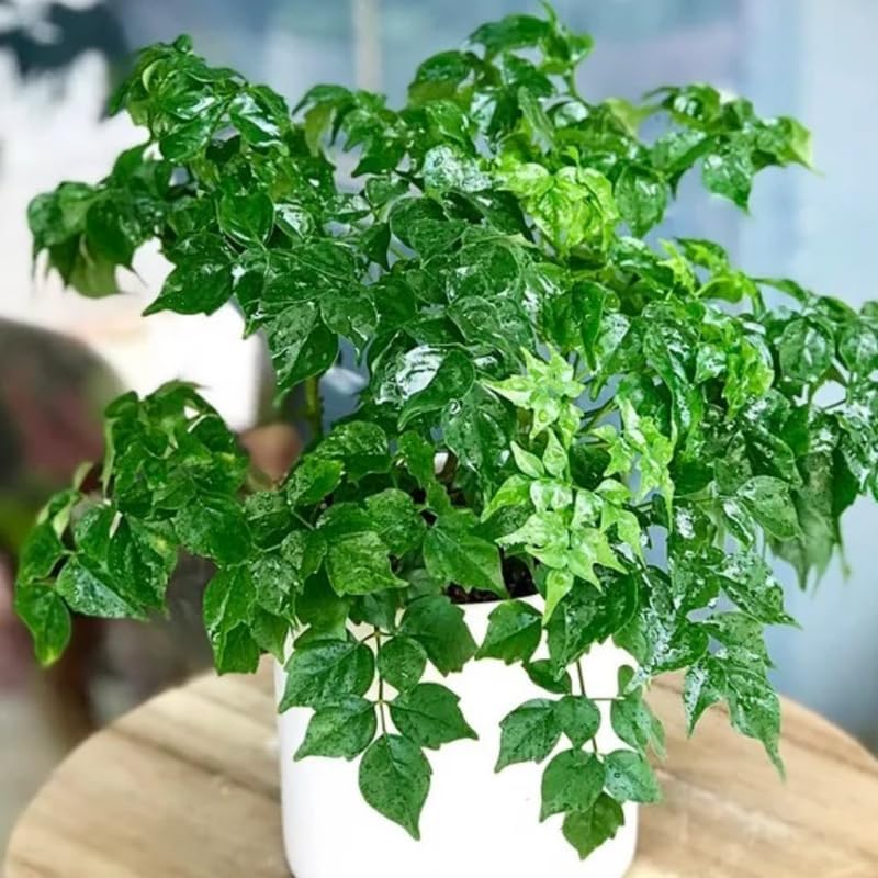AVERAR Doll Plants Indoor Trees, Foliage in 4 Inch Pot, Starter Plant for Houseplant Indoor Garden