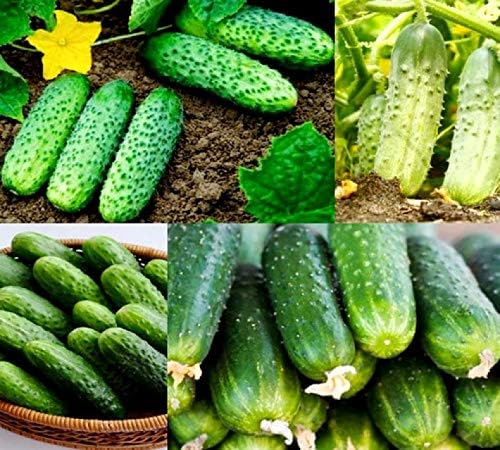 Cucumber Mix of High-Yielding Varieties About 50 Seeds