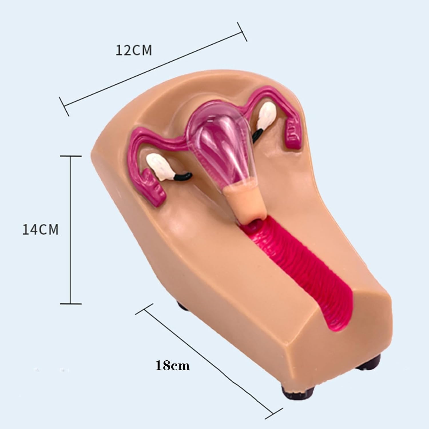Modello di formazione sulla contraccezione intrauterina femminile - Simulatore di IUD for studenti infermieristici in ostetricia e ginecologia