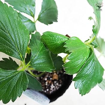 いちご 苗 紅ほっぺ苗 30苗セット 71rLZumhhnL._AC_UF350, いちご 苗 紅ほっぺ苗 30苗セット 71rLZumhhnL._AC_UF350,