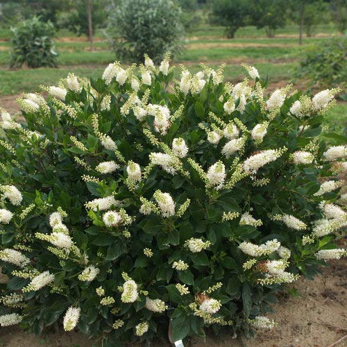 Green Promise Farms Clethra Sugartina Crystalina