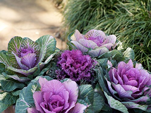 Creative Farmer Flower Seeds : Ornamental Leaf Cabbage Mixed Home Gardening Seeds Live Plant Seeds Garden [Home Garden Seeds Eco Pack] Plant Seeds (B078R9MRKW) Amazon Price History, Amazon Price Tracker