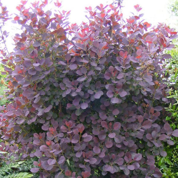 Cotino 'Royal Purple' 40–60 cm Vaso – Cotinus coggygria 'Royal Purple' – Foglia porpora ornamentale