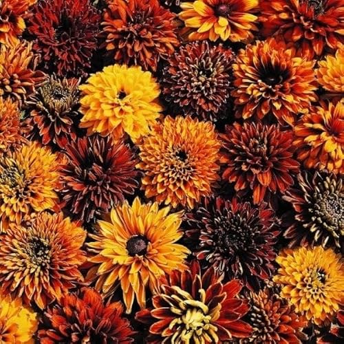 種 花たね ルドベキア チェロキーサンセット 1袋（30粒） / 国華園 25年秋商品のサムネイル