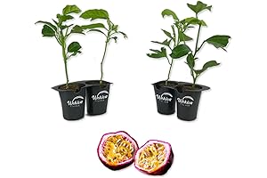Purple Possum Passion Fruit Plant - 4 Live Starter Plants