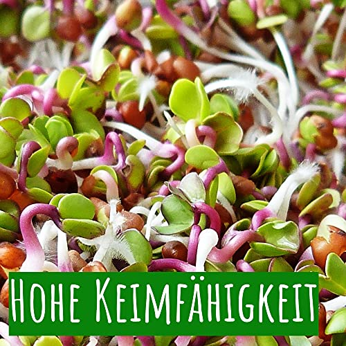 Bio Brokkoli Keimsprossen Samen 500 g - Microgreens & Sprossen Saatgut - Zur Anzucht im Sprossenglas, in der Keimschale & im Sieb - Keimsaat (Brokkoli)