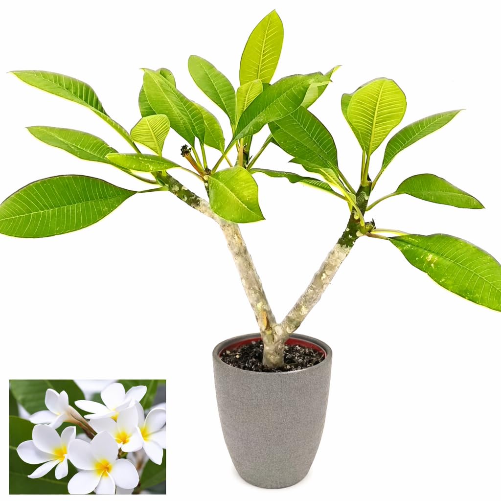 POWERS TO FLOWERS - PLUMERIA FRANGIPANI BIANCA, IN VASO CERAMICA ANTRACITE A RIGHE, altezza 45/50cm, pianta vera