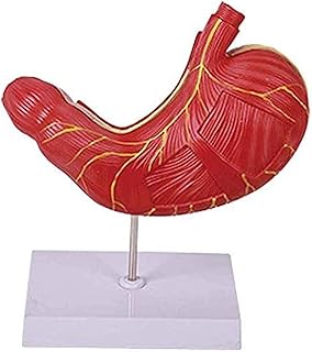 Study Model Stomach Muscle Anatomy Model - Human Organs Anatomical Model Stomach Model - Human Anatomy Science Models Stomach Organ Teaching Demonstration Model - for Study Display SaiFei