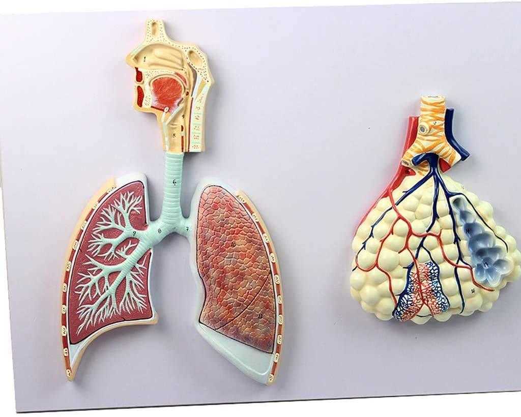 Buy LBYLYH Segment Lung, Nasal Cavity, Anatomical Model of The Human ...