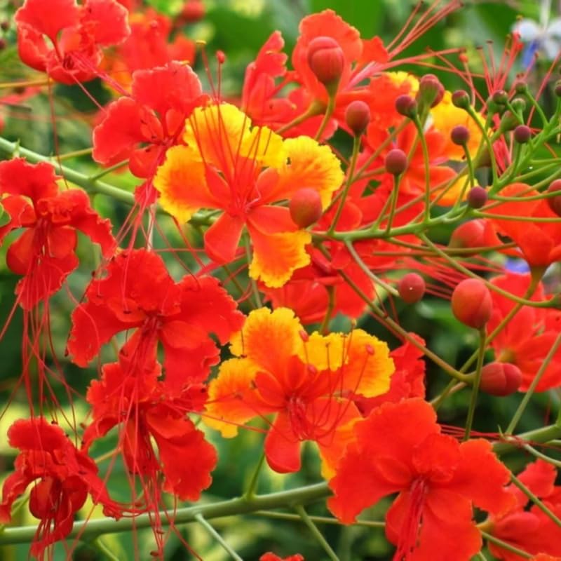 vitamin RHirotaka bird of paradise 81xlkwDmBoL._UF894,1000_QL80_.jpg