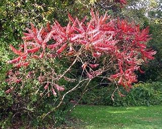 Graines de Sumac, Rhus Typhina paquet de 100 graines