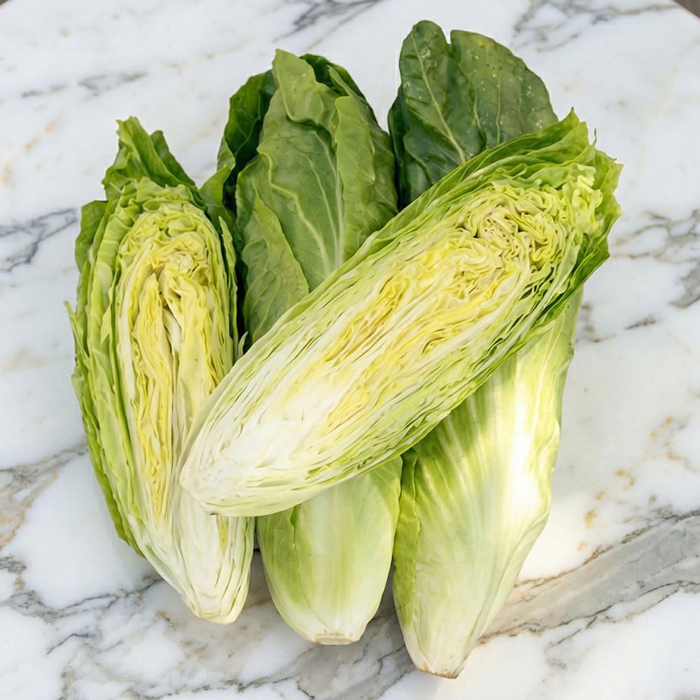 Chicory Seeds – Pan di Zucchero (Sugar Loaf) – Heritage Italian Variety, High Yield, Upright Dense Heads, Crunchy & Sweet, Easy to Grow