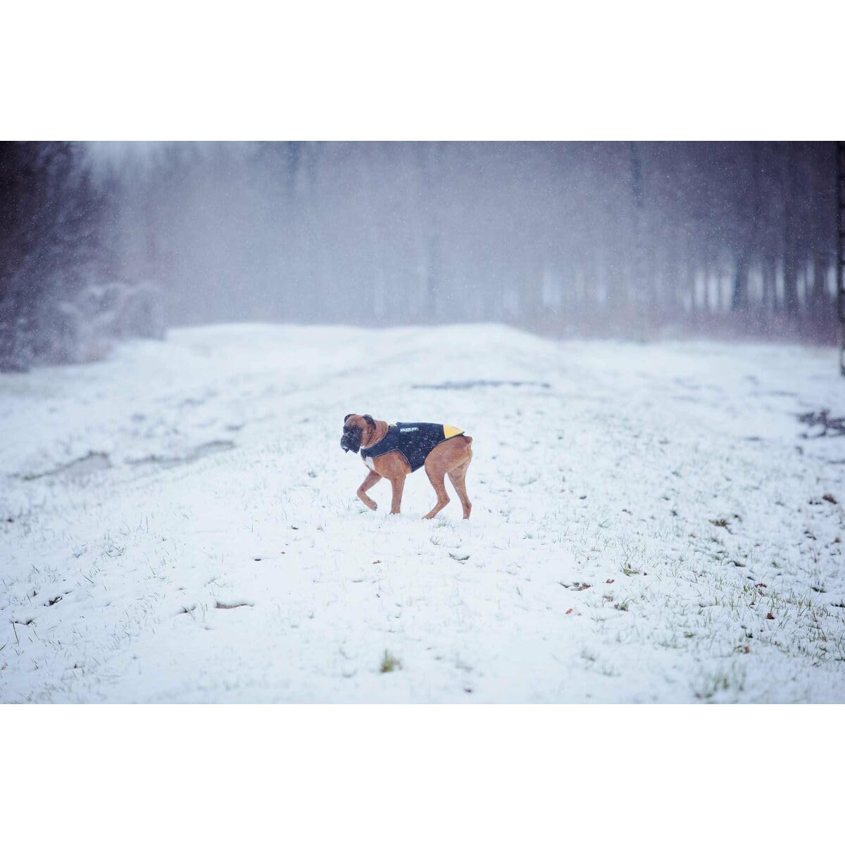 Julius-K9 IDC neoprenowa kurtka dla psa, rozmiar: XL, czarna i żółta