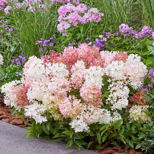 Garten-Schlüter Zwerg-Rispenhortensie Groundbreaker Blush 20-30 cm im 1 3 Liter Topf - Hydrangea paniculata - Hortensie kleinwüchsig mit großer Blütenpracht winterhart Blüte weiß bis rosa