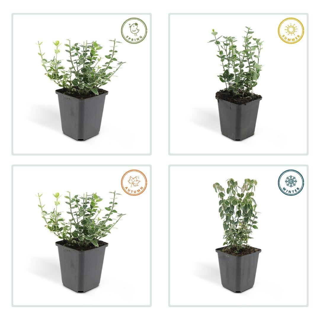 Plants by Frank Euonymus Emerald 'n Gaity, 48 Stück, Ø 9 cm