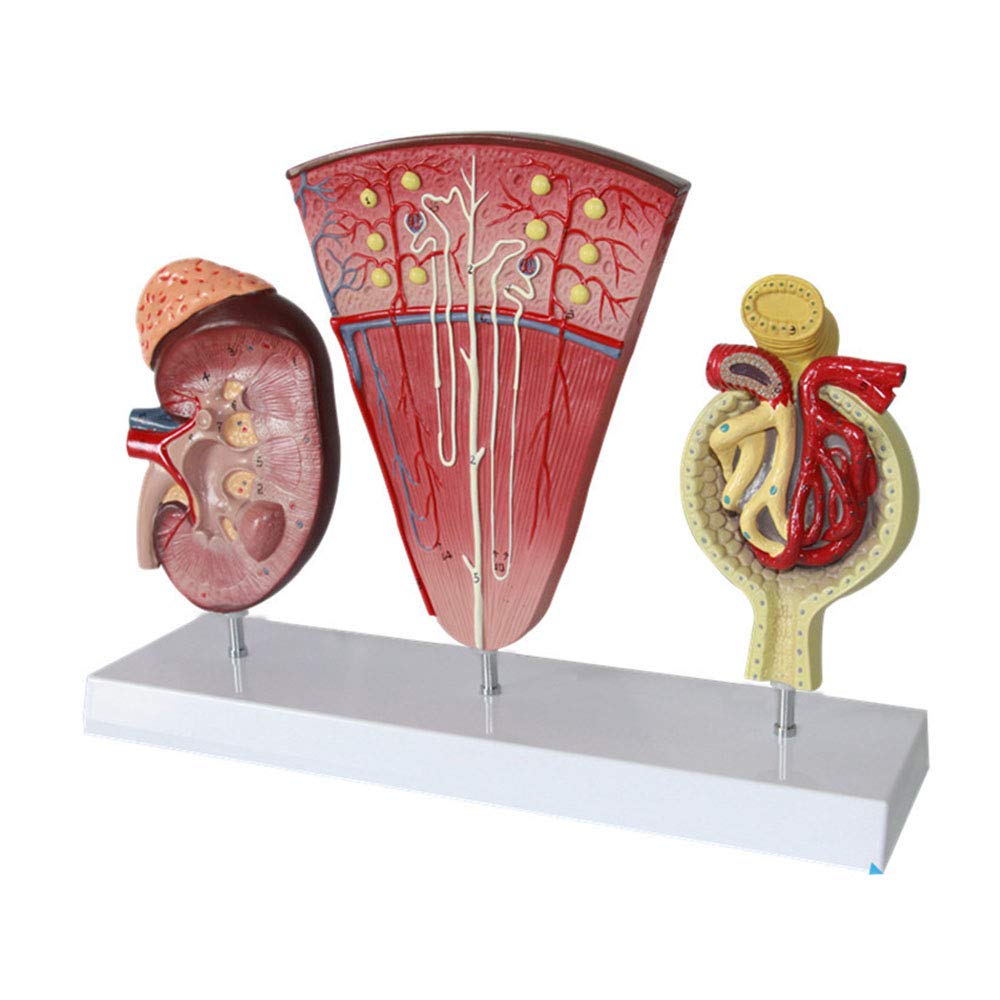 Modele dydaktyczne z zakresu biologii, Model anatomiczny układu moczowego kłębuszkowego do celów szkolnych, ozdoba laboratoryjna edukacyjnych