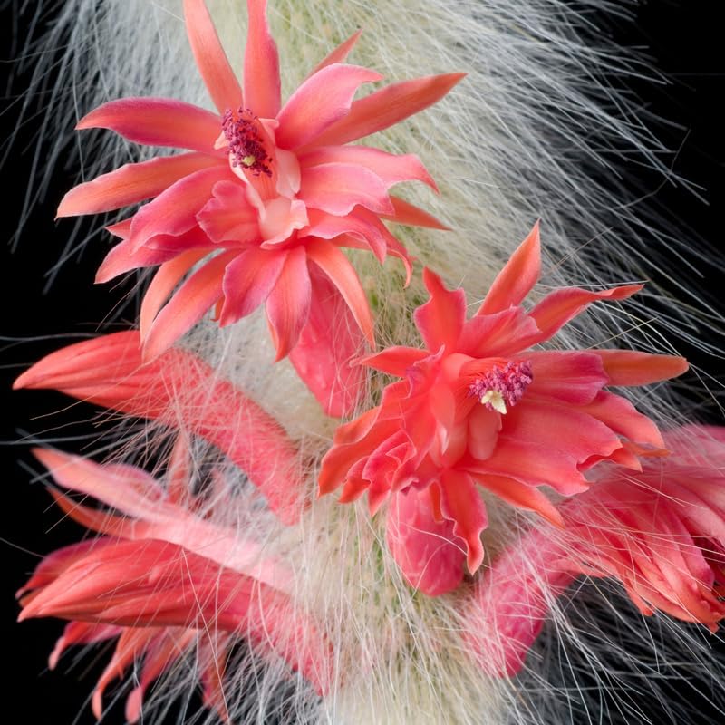 Monkey Tail Cactus - Planta viva de 2 pulgadas, maceta de cola de mono, plantas suculentas en maceta viva