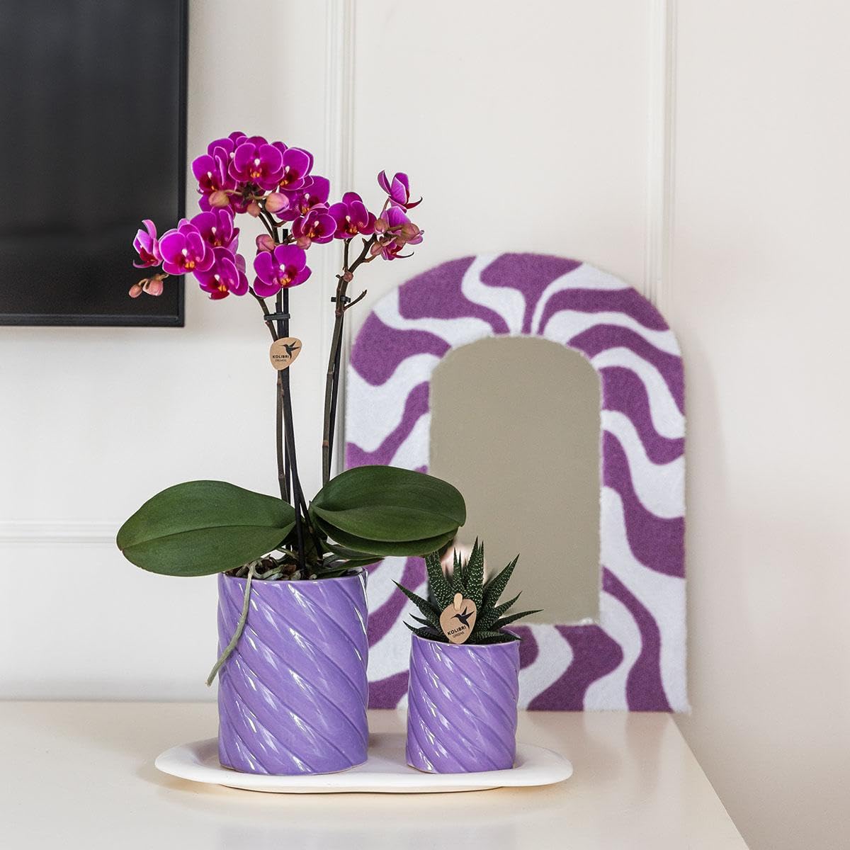 Colibri Orchids | Coffret cadeau Optimisme Petit violet | Plante verte avec orchidée Phalaenopsis orange dans des pots de plantes ornementales Candy sur plateau organique blanc