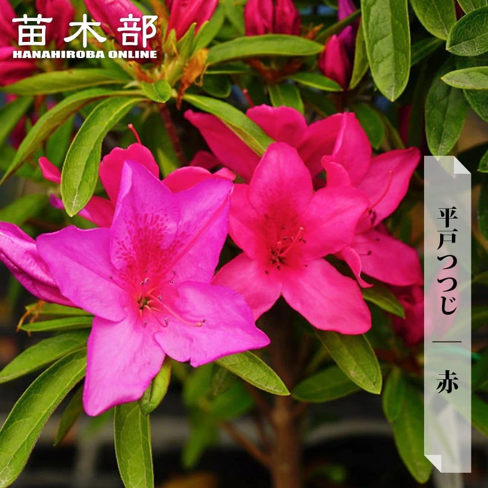 Amazon | ツツジ 平戸ツツジ 【 赤 】 4号ポット つつじ 苗 庭木